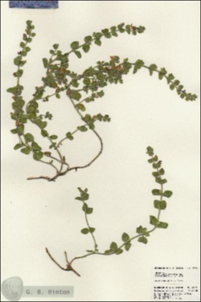 URN_catalog_HBHinton_herbarium_24506.jpg.jpg