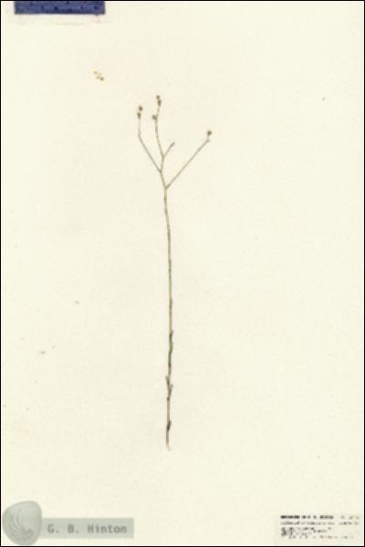 URN_catalog_HBHinton_herbarium_25703.jpg.jpg