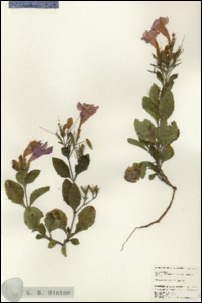 URN_catalog_HBHinton_herbarium_24641.jpg.jpg