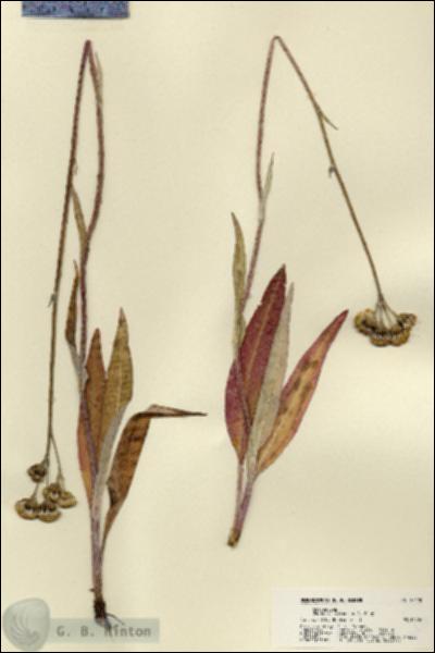 URN_catalog_HBHinton_herbarium_22420.jpg.jpg