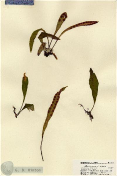 URN_catalog_HBHinton_herbarium_21800.jpg.jpg