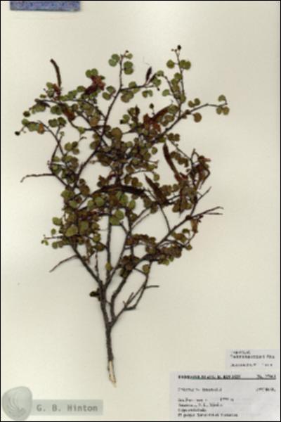 URN_catalog_HBHinton_herbarium_27061.jpg.jpg