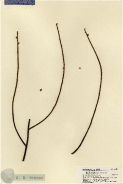 URN_catalog_HBHinton_herbarium_21780.jpg.jpg