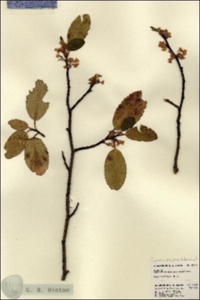 URN_catalog_HBHinton_herbarium_22611.jpg.jpg