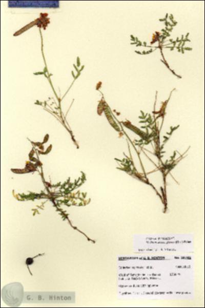 URN_catalog_HBHinton_herbarium_28745.jpg.jpg