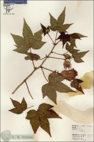 URN_catalog_HBHinton_herbarium_26462.jpg.jpg
