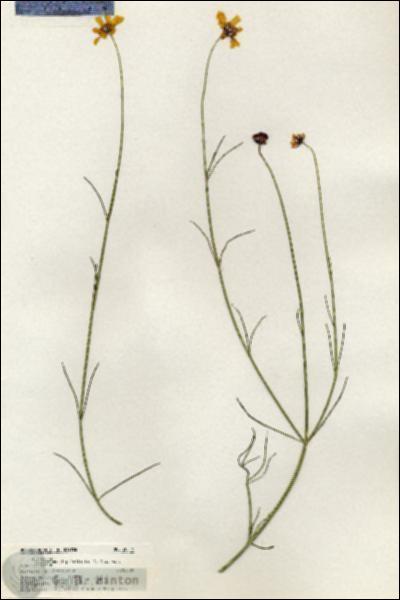 URN_catalog_HBHinton_herbarium_20516.jpg.jpg
