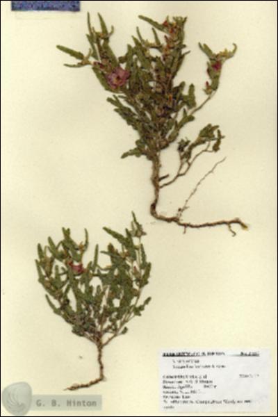 URN_catalog_HBHinton_herbarium_27557.jpg.jpg