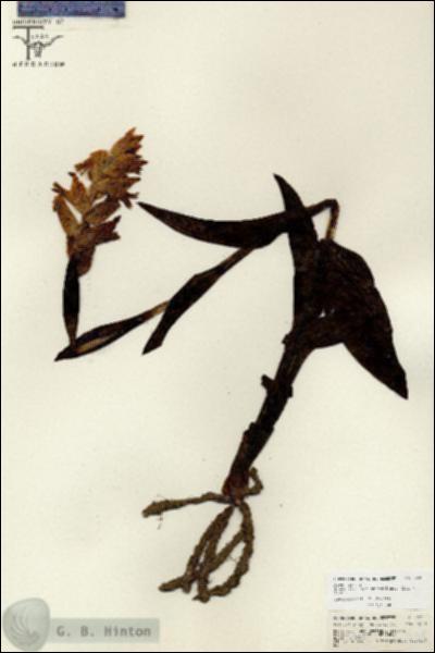 URN_catalog_HBHinton_herbarium_26735.jpg.jpg
