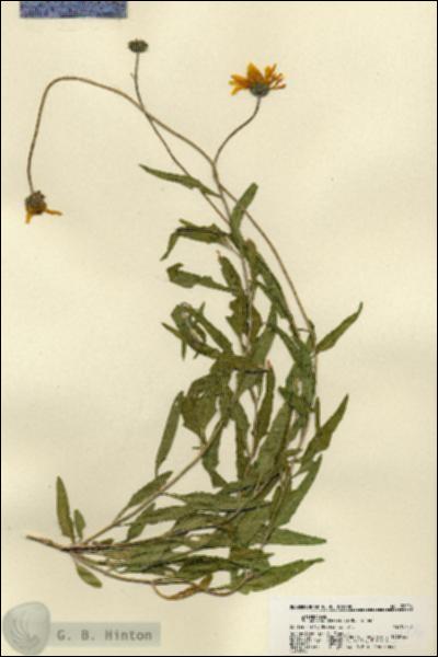 URN_catalog_HBHinton_herbarium_22006.jpg.jpg
