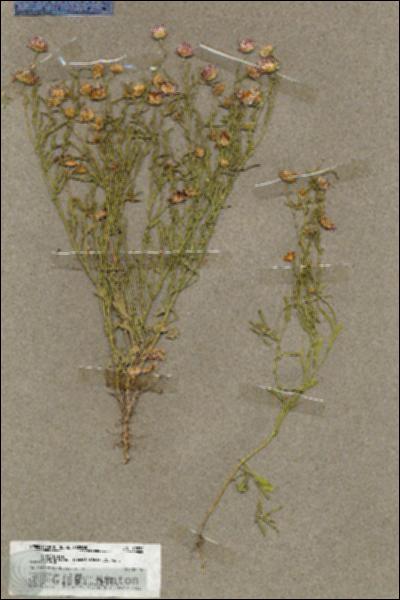 URN_catalog_HBHinton_herbarium_19578.jpg.jpg