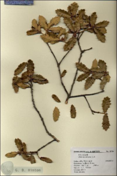 URN_catalog_HBHinton_herbarium_18730.jpg.jpg