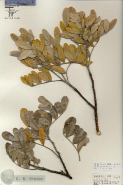 URN_catalog_HBHinton_herbarium_25743.jpg.jpg