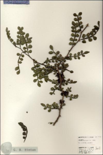 URN_catalog_HBHinton_herbarium_25673.jpg.jpg