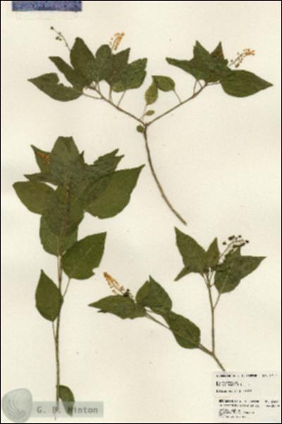 URN_catalog_HBHinton_herbarium_24174.jpg.jpg