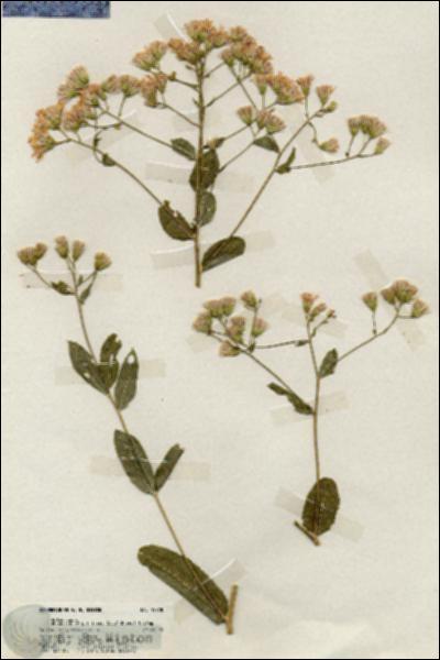 URN_catalog_HBHinton_herbarium_19778.jpg.jpg