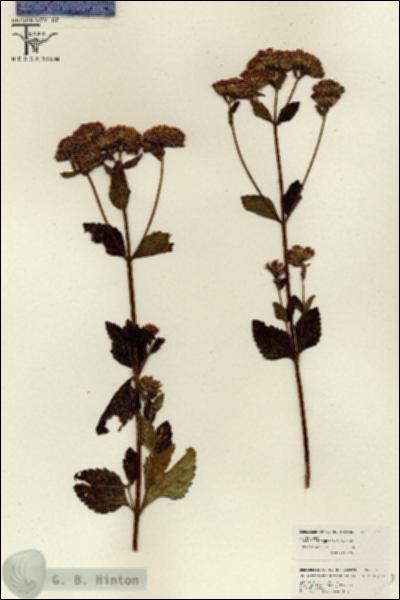 URN_catalog_HBHinton_herbarium_26120.jpg.jpg