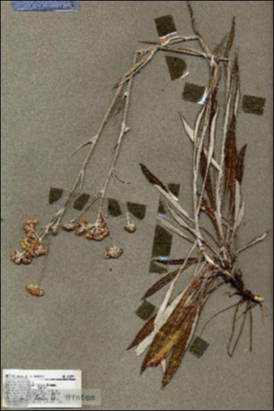 URN_catalog_HBHinton_herbarium_18297.jpg.jpg