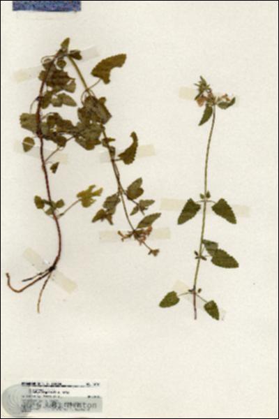 URN_catalog_HBHinton_herbarium_19711.jpg.jpg