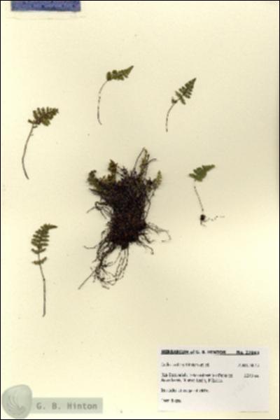 URN_catalog_HBHinton_herbarium_27863.jpg.jpg