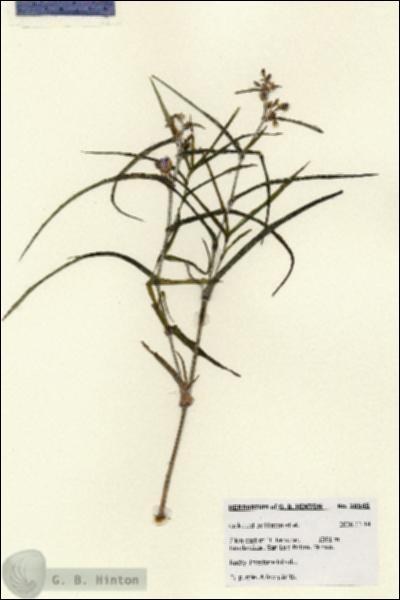 URN_catalog_HBHinton_herbarium_28545.jpg.jpg