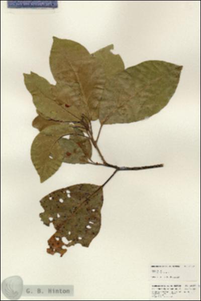 URN_catalog_HBHinton_herbarium_25257.jpg.jpg