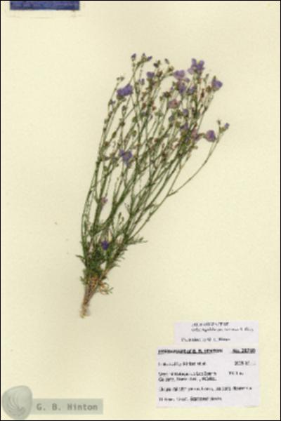 URN_catalog_HBHinton_herbarium_28740.jpg.jpg