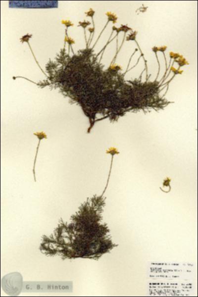 URN_catalog_HBHinton_herbarium_22783.jpg.jpg