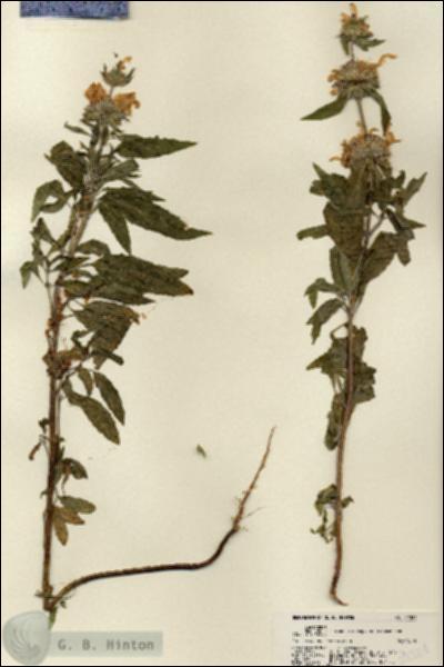 URN_catalog_HBHinton_herbarium_22324.jpg.jpg