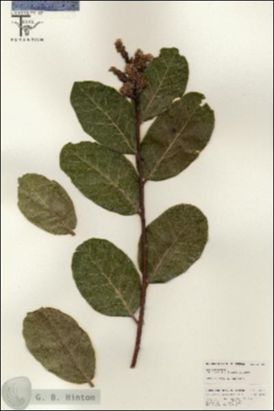 URN_catalog_HBHinton_herbarium_25584.jpg.jpg