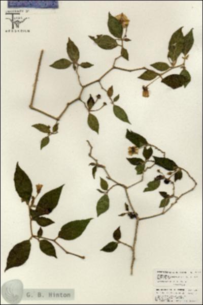 URN_catalog_HBHinton_herbarium_26622.jpg.jpg