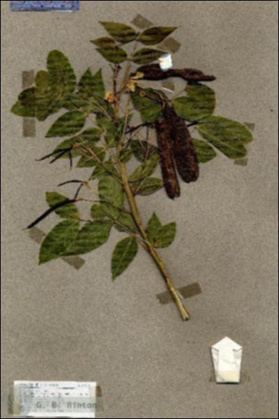 URN_catalog_HBHinton_herbarium_17538.jpg.jpg