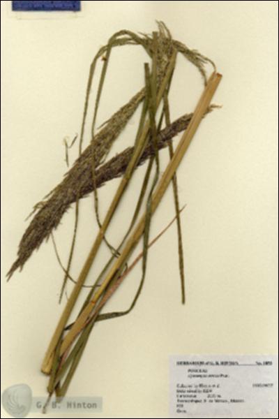 URN_catalog_HBHinton_herbarium_1853.jpg.jpg