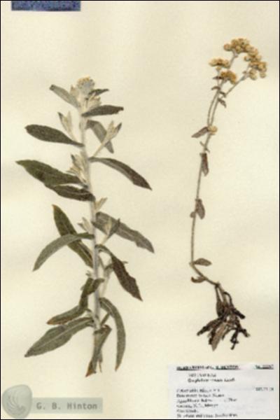 URN_catalog_HBHinton_herbarium_22267.jpg.jpg
