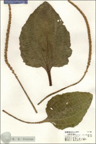 URN_catalog_HBHinton_herbarium_20358.jpg.jpg