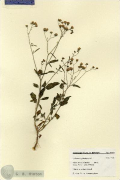 URN_catalog_HBHinton_herbarium_27740.jpg.jpg