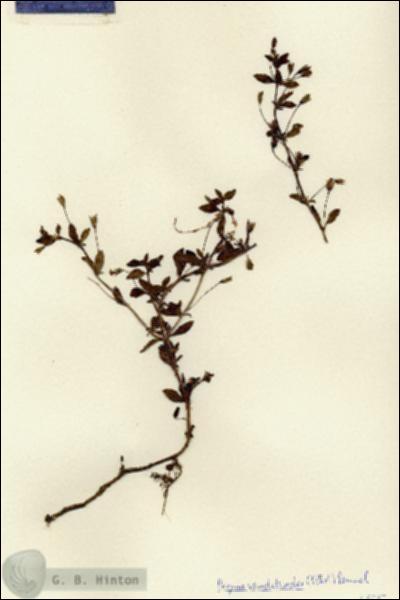 URN_catalog_HBHinton_herbarium_6855.jpg.jpg