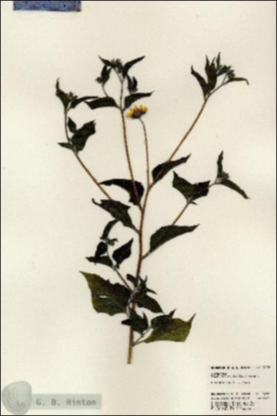 URN_catalog_HBHinton_herbarium_24288.jpg.jpg