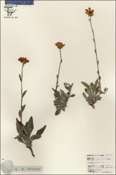 URN_catalog_HBHinton_herbarium_25503.jpg.jpg
