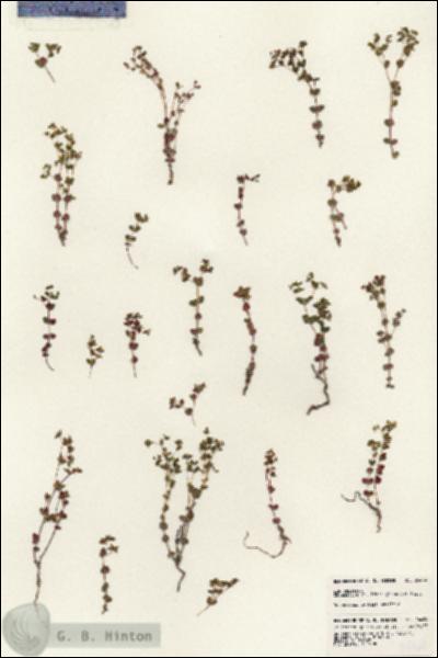 URN_catalog_HBHinton_herbarium_24464.jpg.jpg