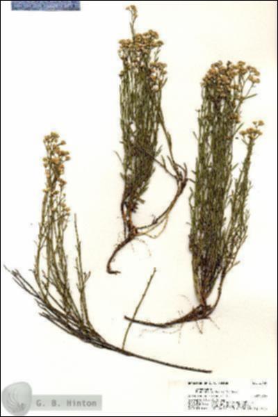 URN_catalog_HBHinton_herbarium_20489.jpg.jpg