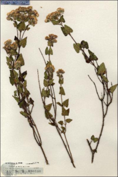 URN_catalog_HBHinton_herbarium_20493.jpg.jpg