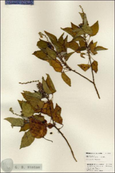URN_catalog_HBHinton_herbarium_25131.jpg.jpg