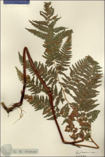 URN_catalog_HBHinton_herbarium_22135-2.jpg.jpg
