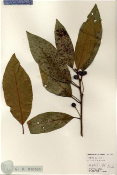 URN_catalog_HBHinton_herbarium_25237.jpg.jpg