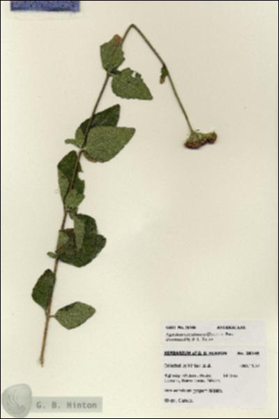 URN_catalog_HBHinton_herbarium_28148.jpg.jpg