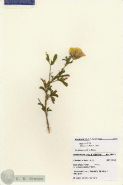 URN_catalog_HBHinton_herbarium_28411.jpg.jpg