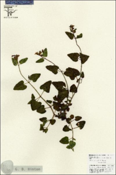 URN_catalog_HBHinton_herbarium_25837.jpg.jpg