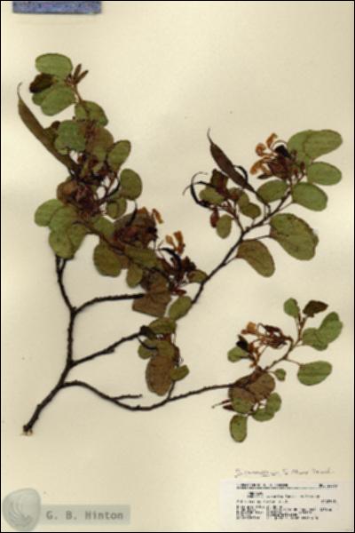 URN_catalog_HBHinton_herbarium_22033.jpg.jpg