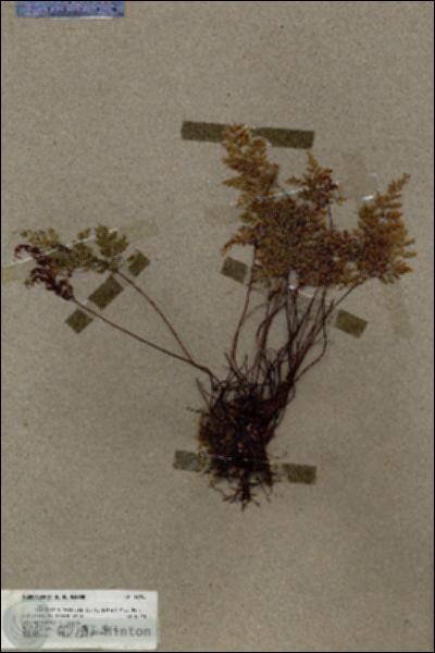 URN_catalog_HBHinton_herbarium_17708.jpg.jpg